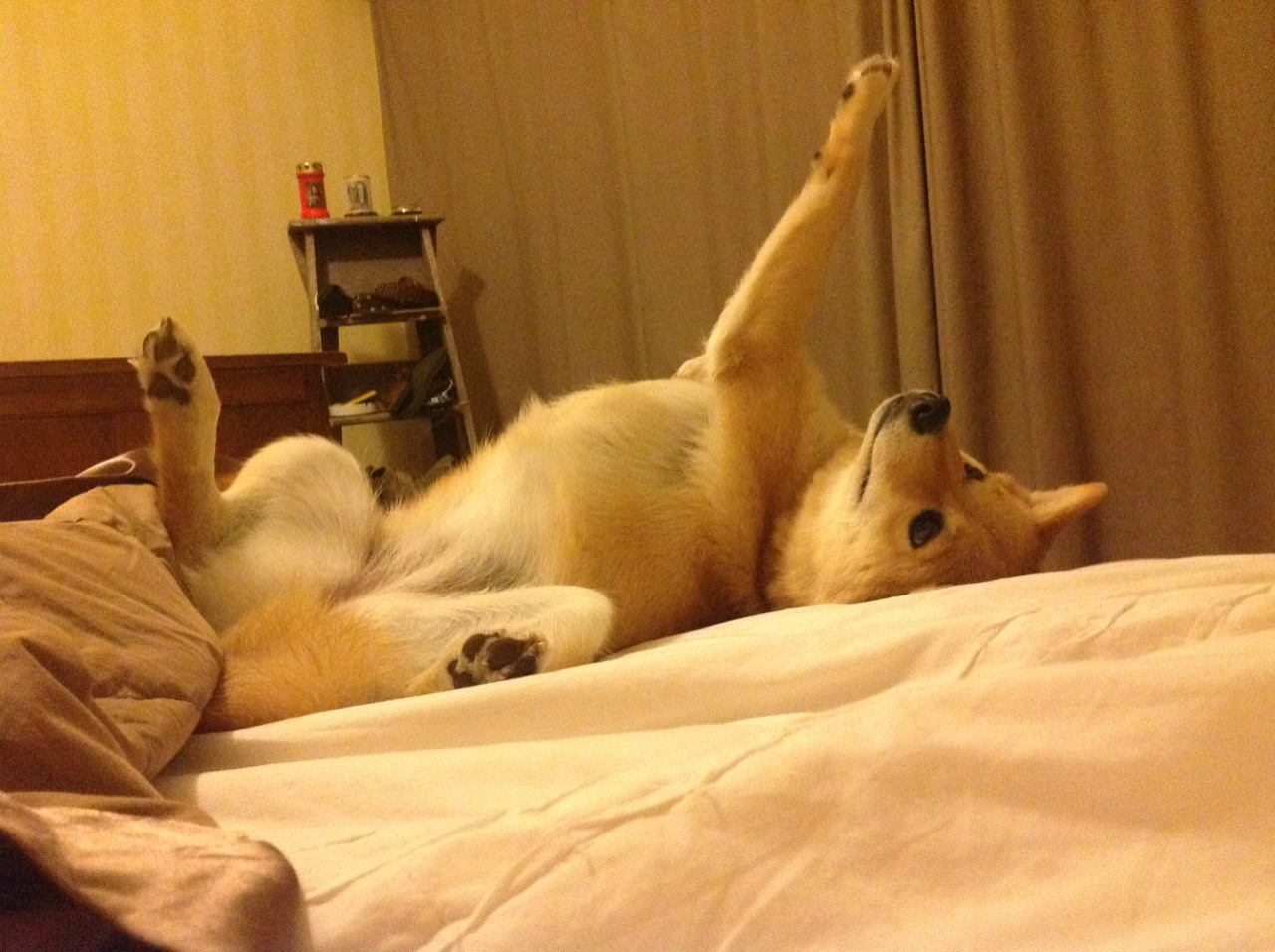 爱游戏官方论坛-CNN头条：冬奥最具冲击力球队——来自西非的雄狮，冬奥会非洲选手