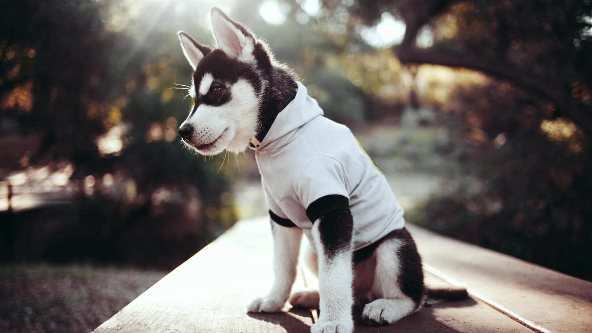 _骑士年轻球员发挥出色,未来充满希望_,骑士队球员的年薪排名